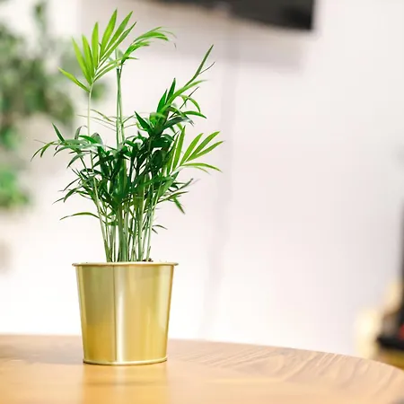 Fullhouse - B26 Medium - Berni Apartman *