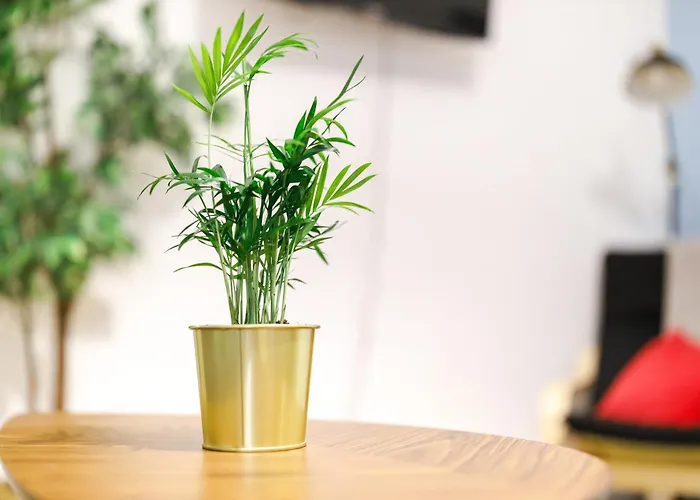 Fullhouse - B26 Medium - Berni Appartamento *